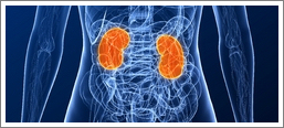 Kidneys